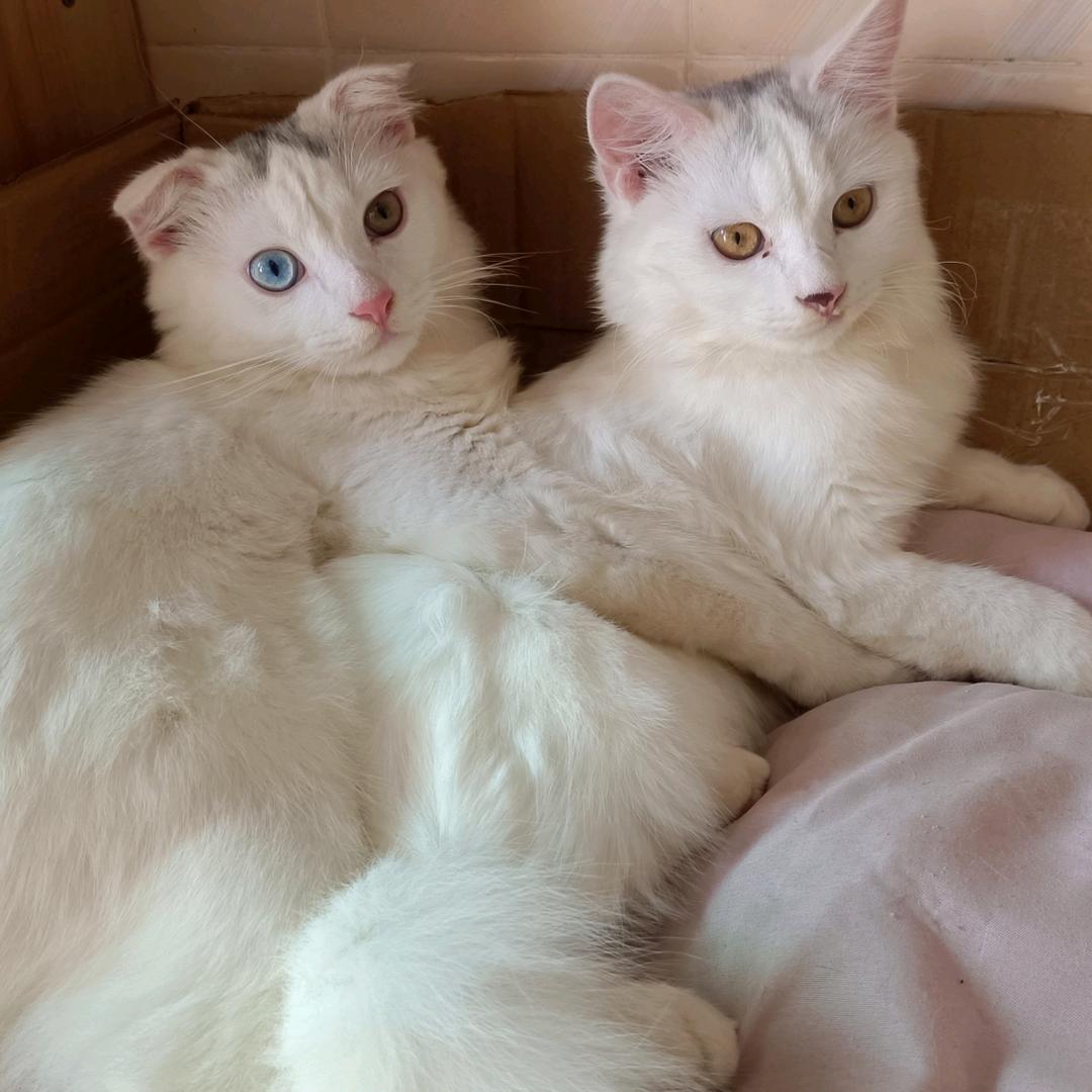 朵朵&多宝😸😺