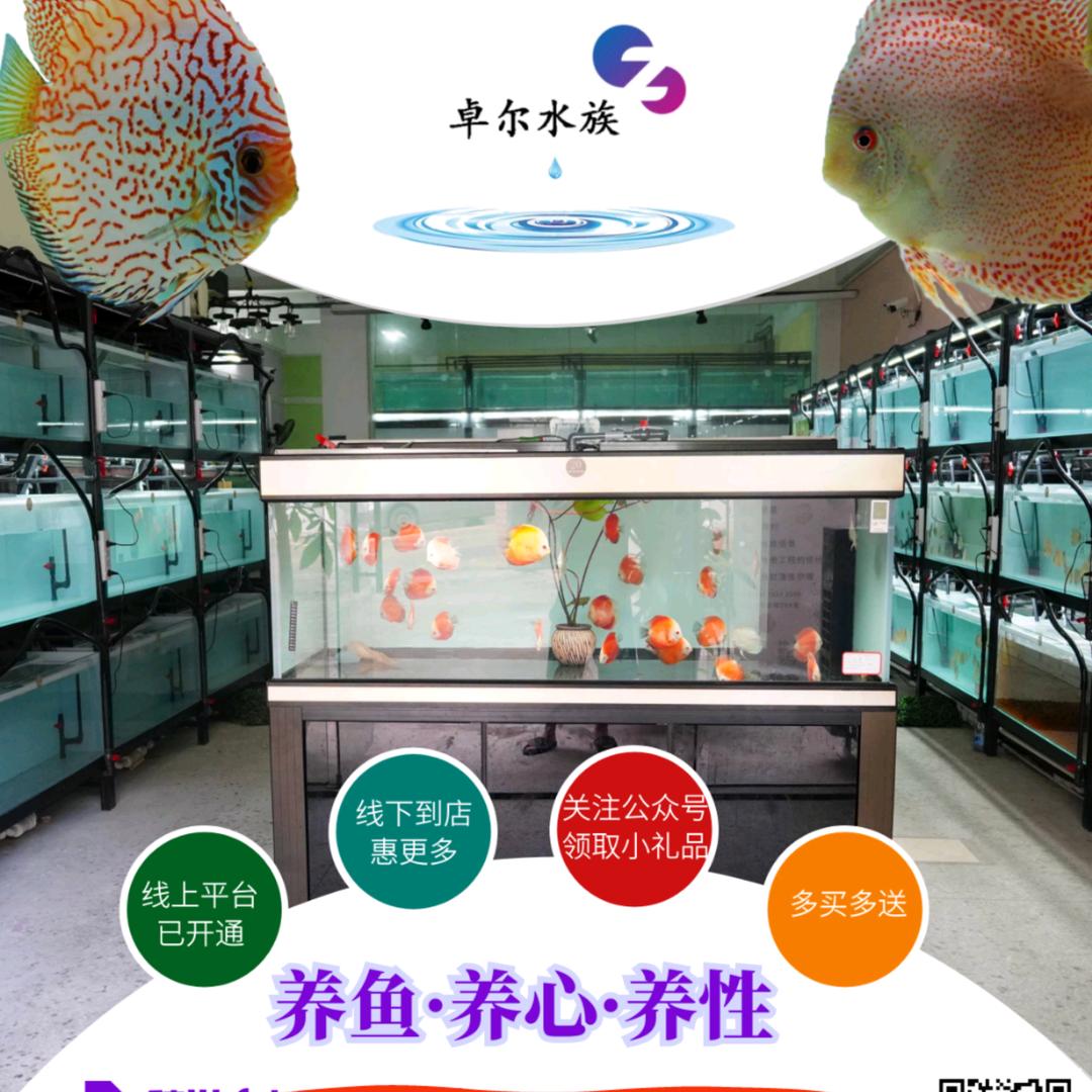 胖总盘鱼卓尔水族