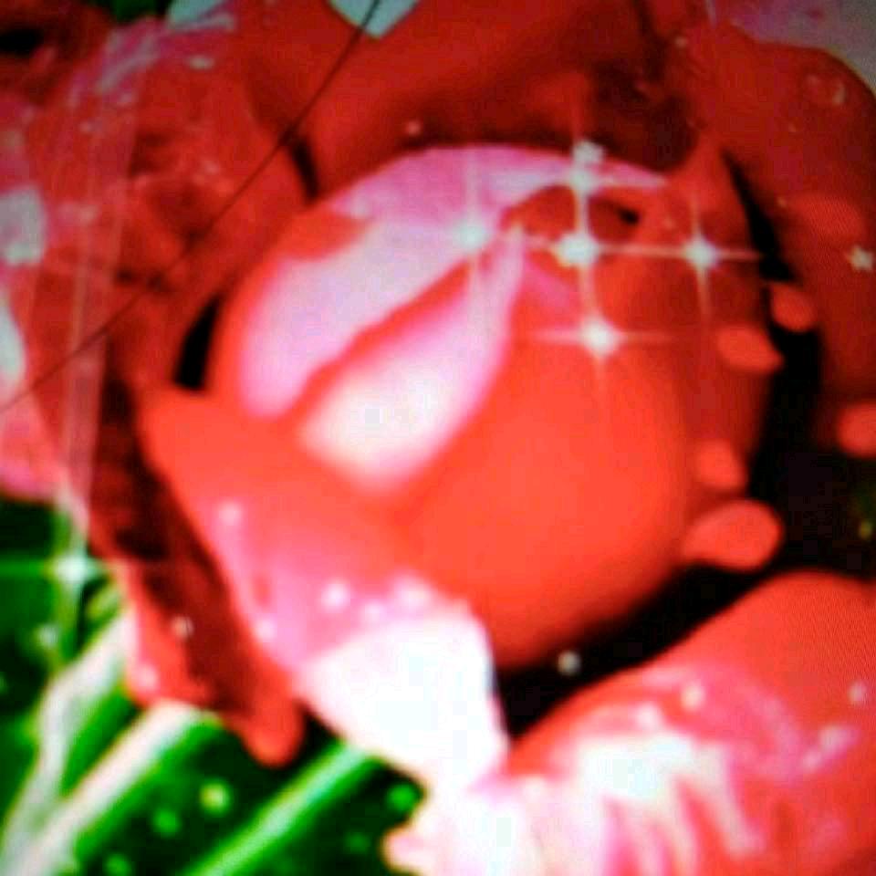 流年似水，花期如梦