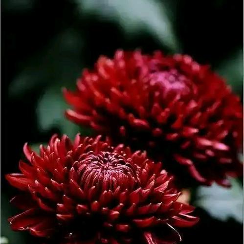 倾情独爱寒香骨