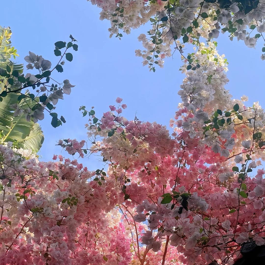 山南桂花
