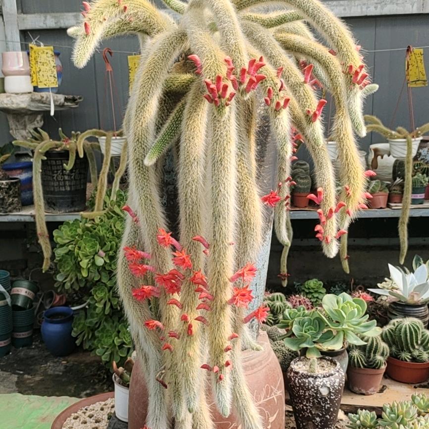 王琳