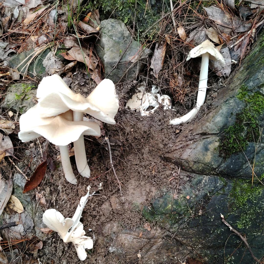 跑山活辣子