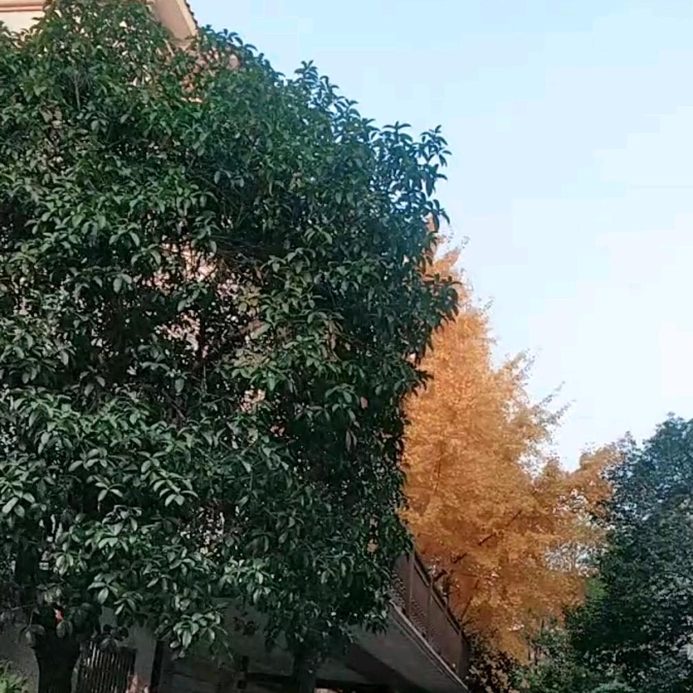 永芳姐