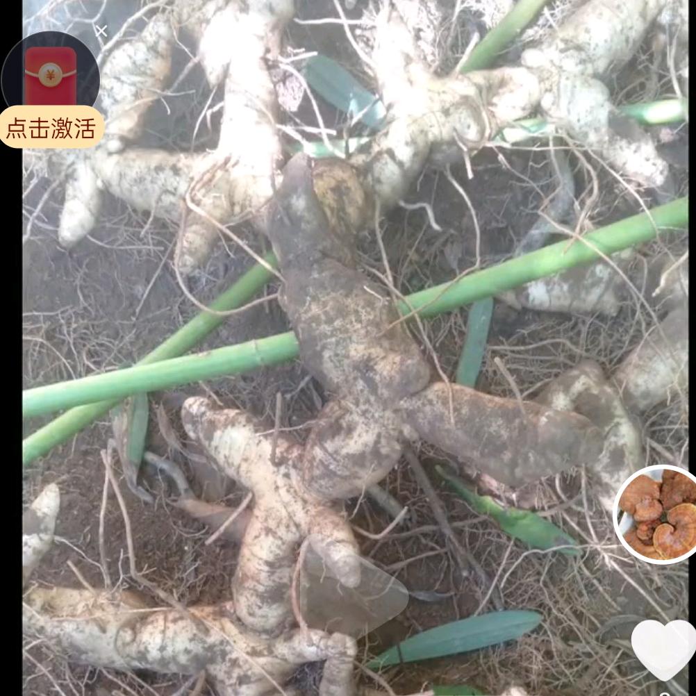 老刘野生黄精