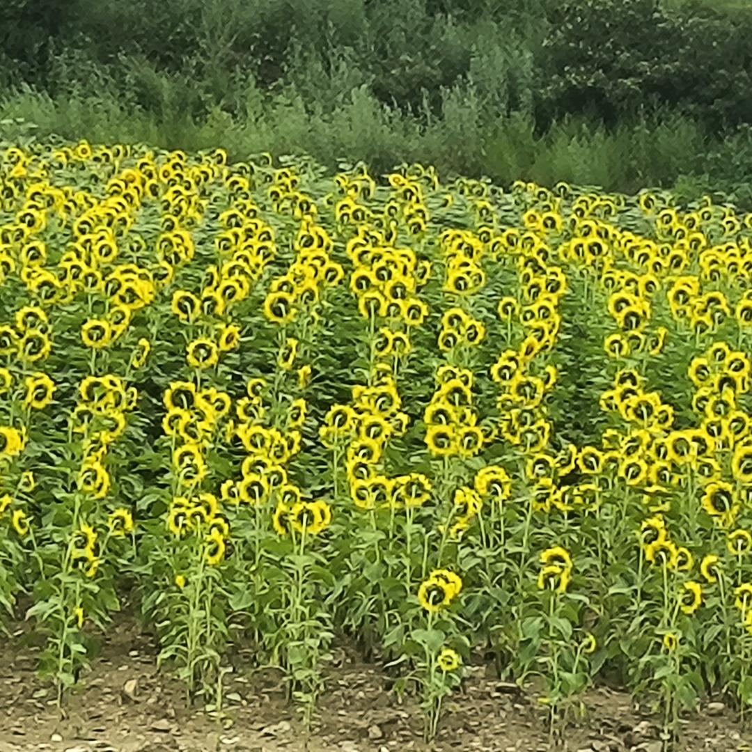 栀子花