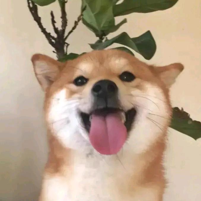 小洋纪录片