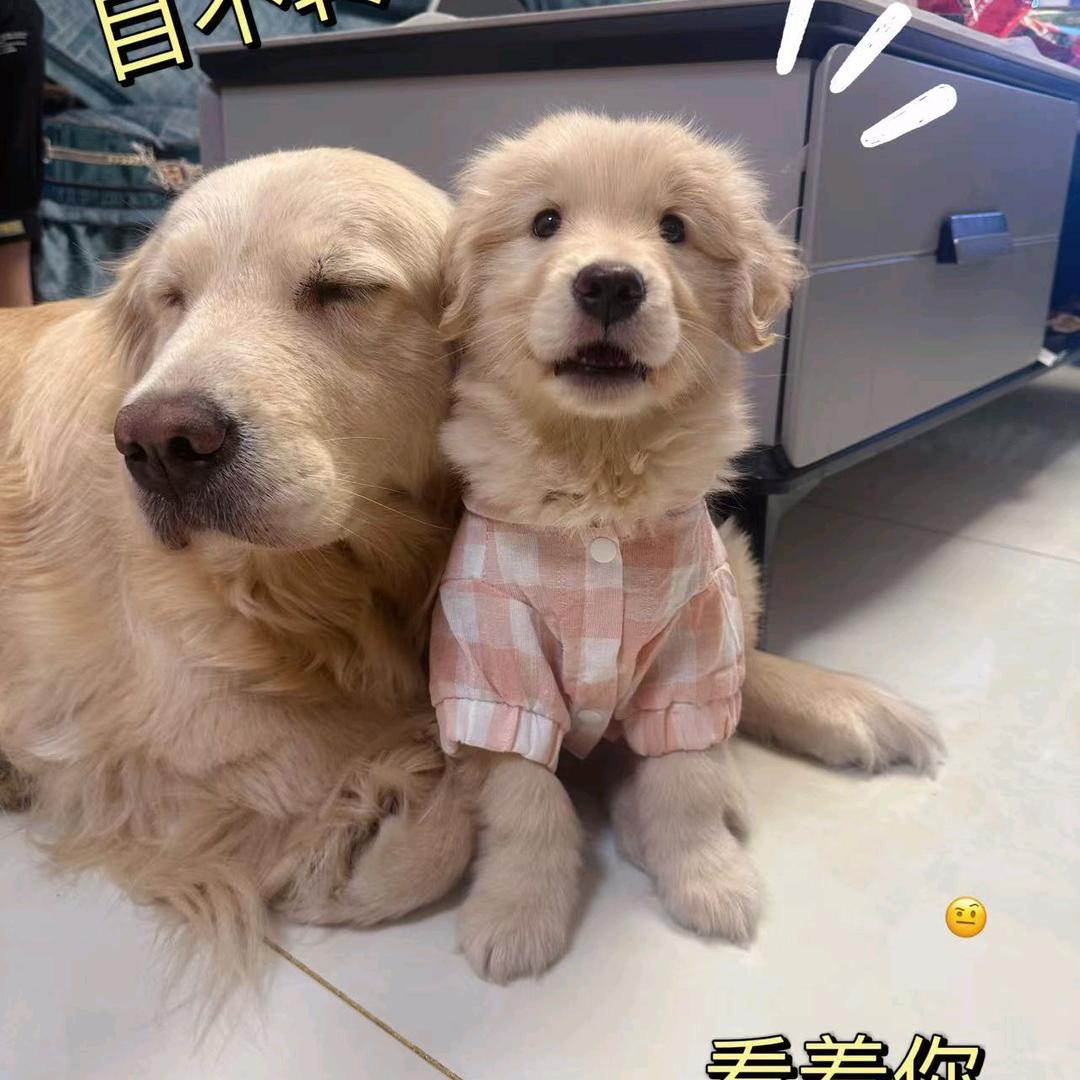 金逗家