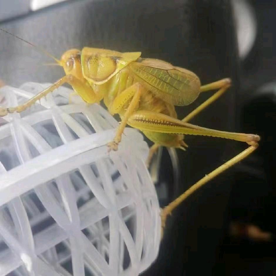 小昆 🦗鸣虫阁🦗