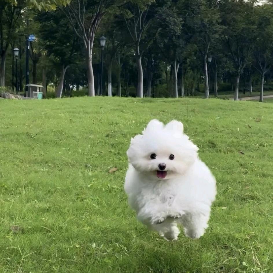 我不要没脑子啊