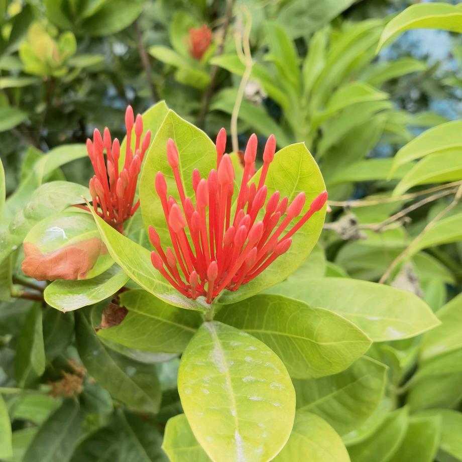 东南亚第一深情哥