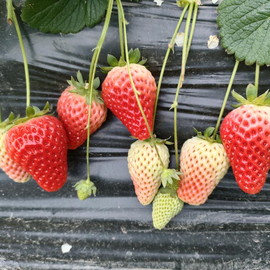 回忆再美终究是梦