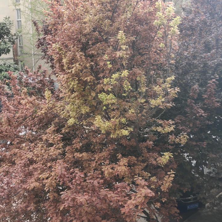 风华依旧笑春风