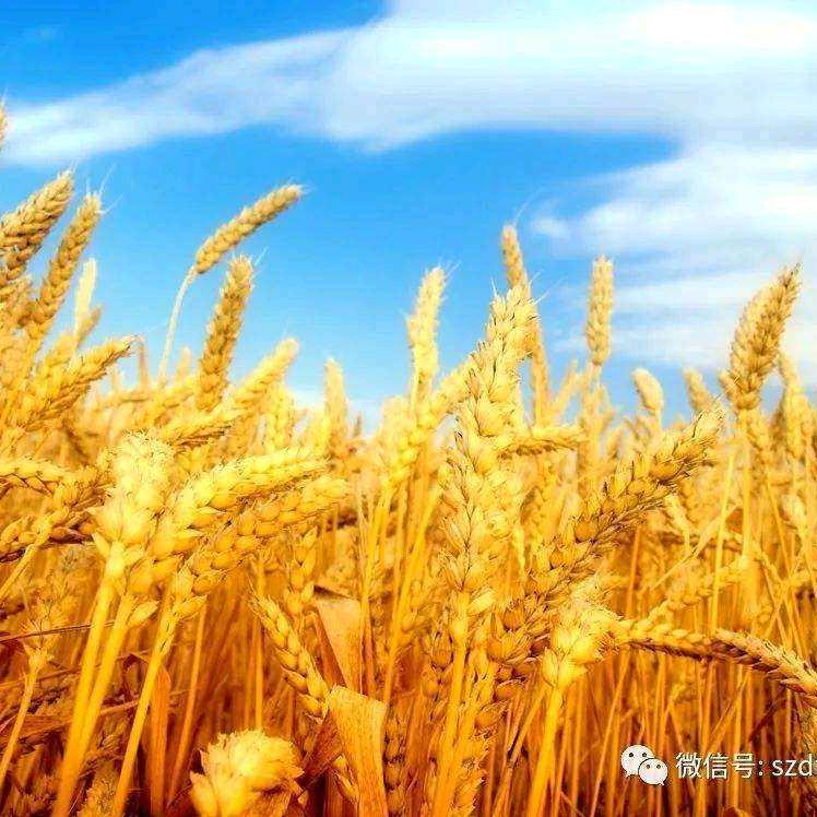 🍀🍀爱笑🍀🍀