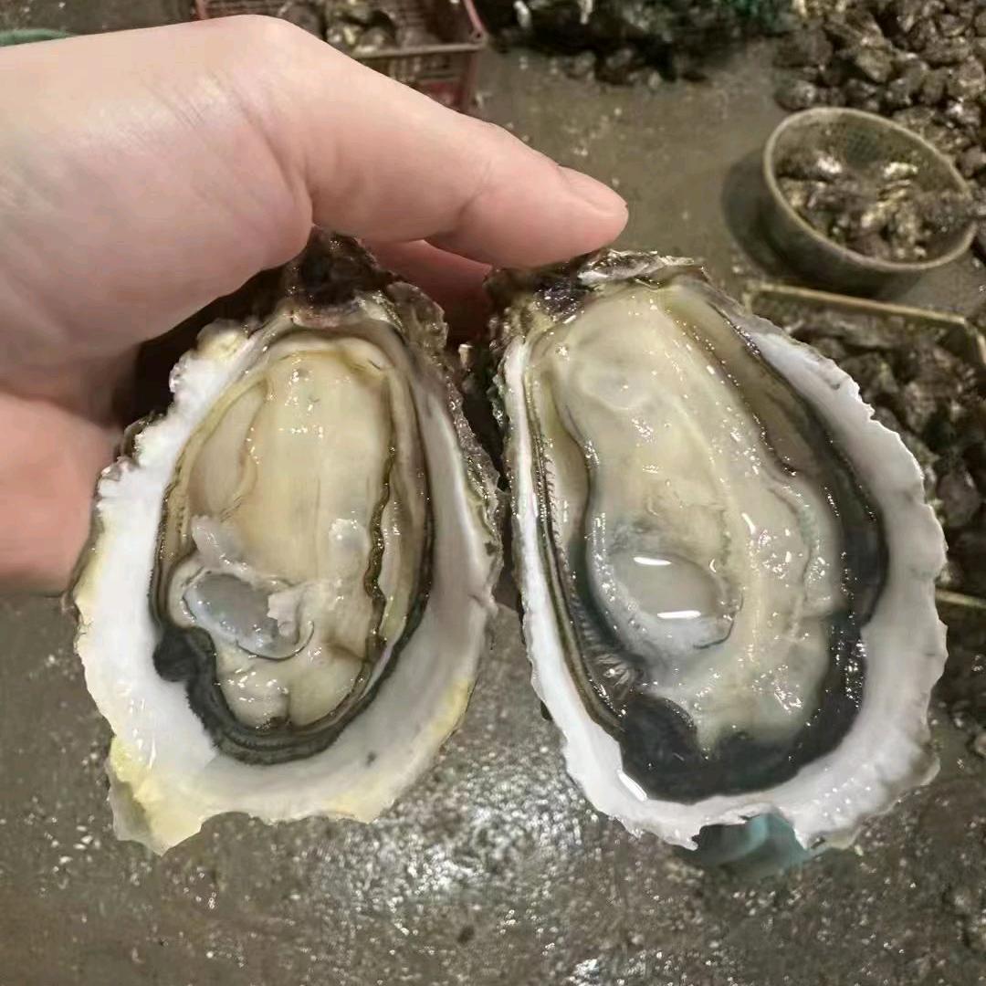 蚝蚝先生水产品商行