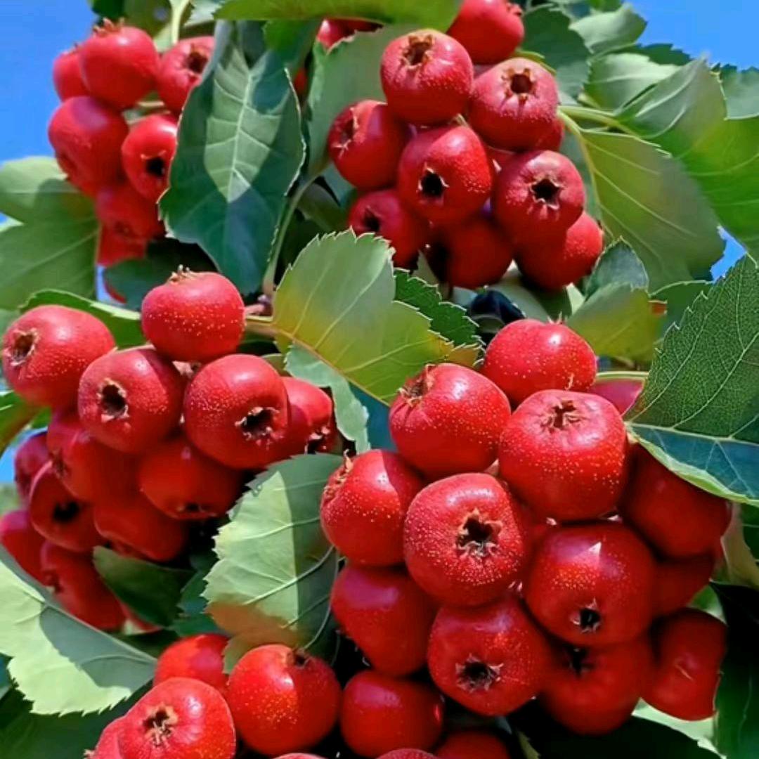 喜乐(le)的小chao