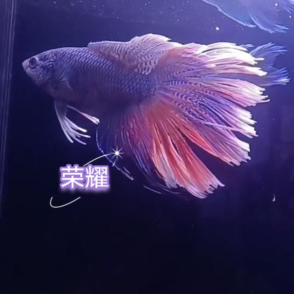 荣耀斗鱼