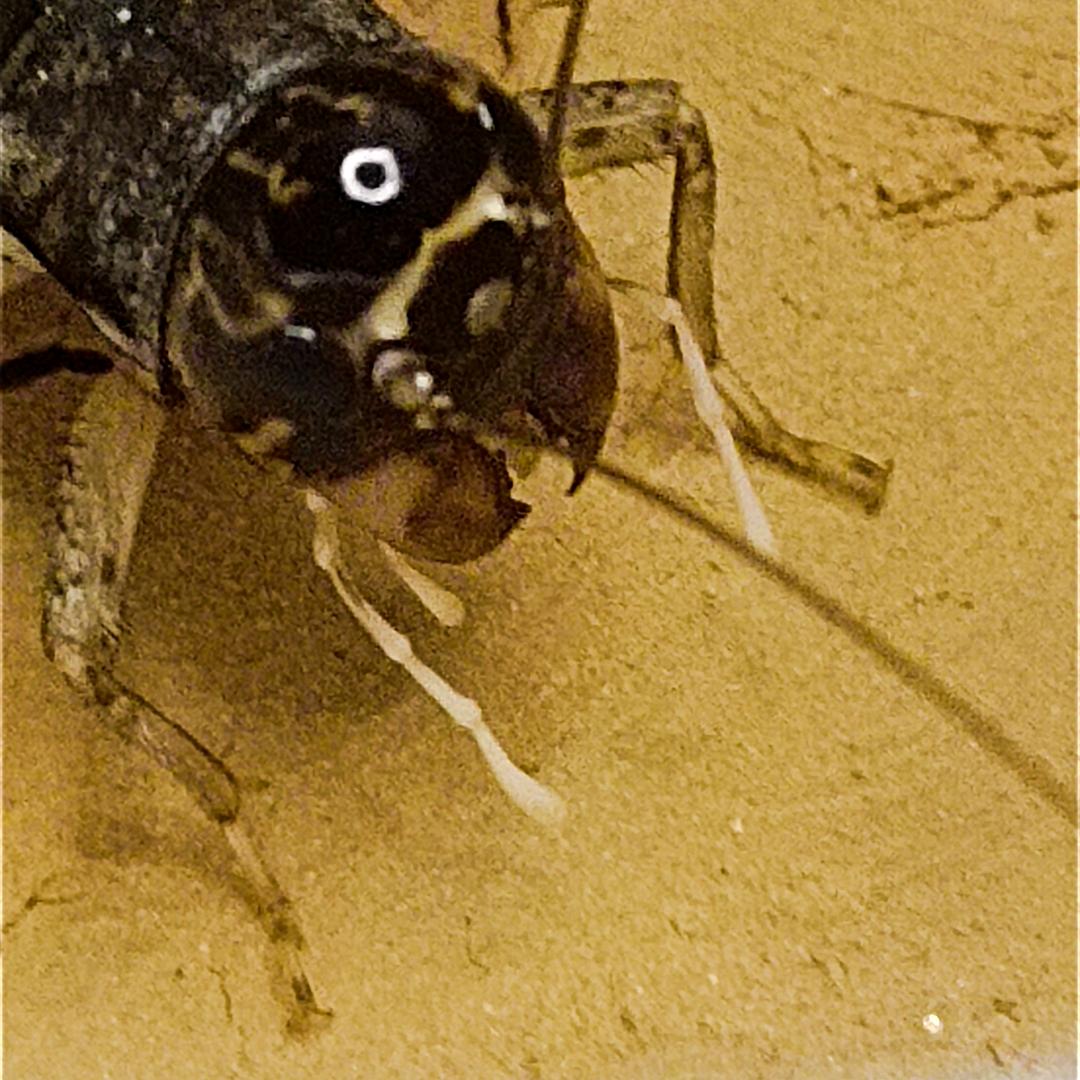 促织秋声客