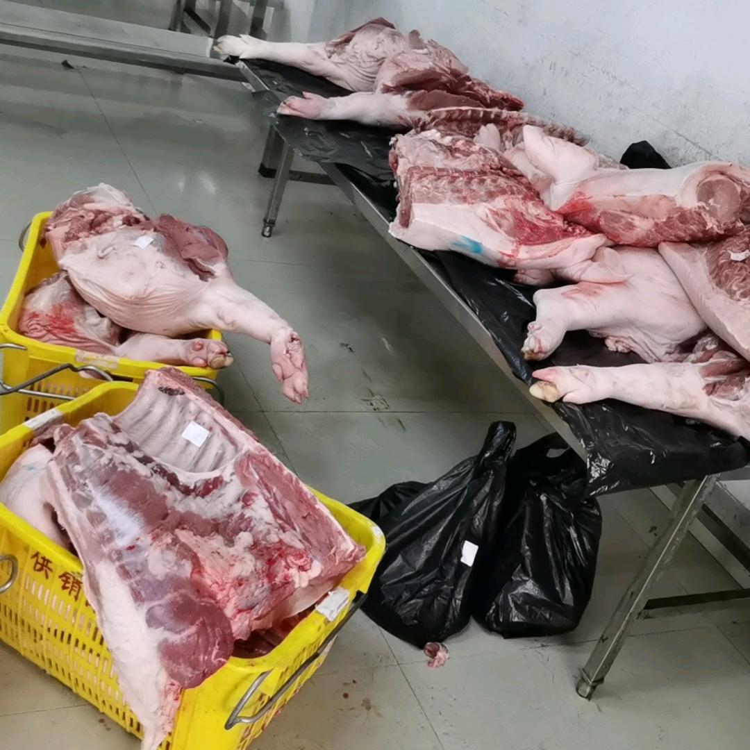 遂溪(品哲)毛猪与白条批发