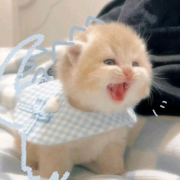 嗑糖专家peach（博肖橹穆版）