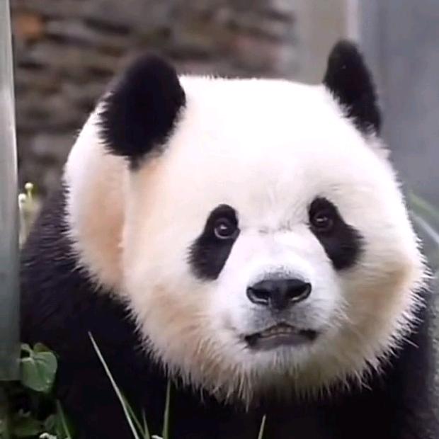 爱的延续🐼）（斗姐）