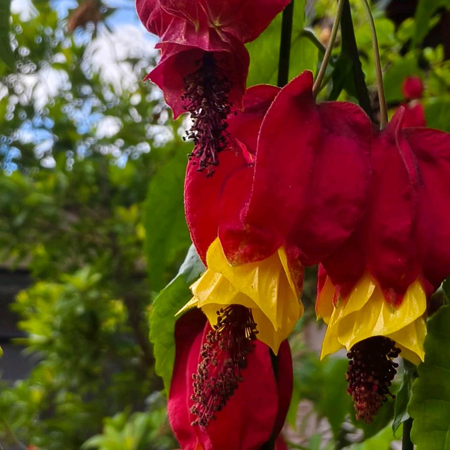 🎉🎉微💞笑👭(拒绝连赞）