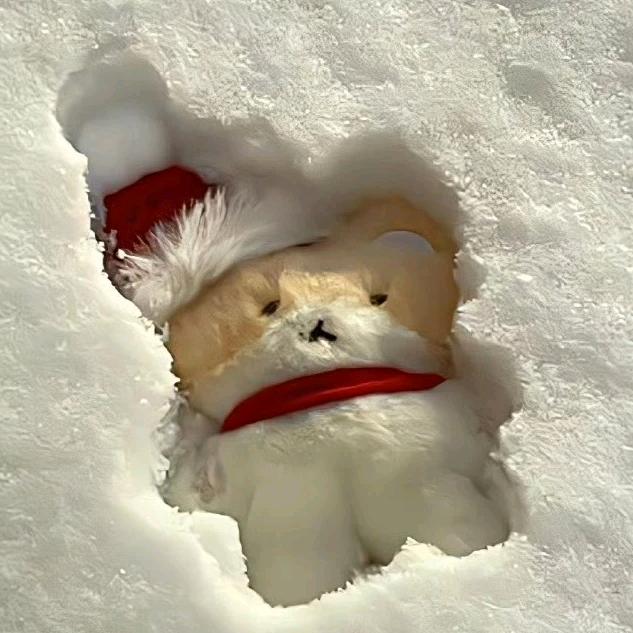 呆呆丸