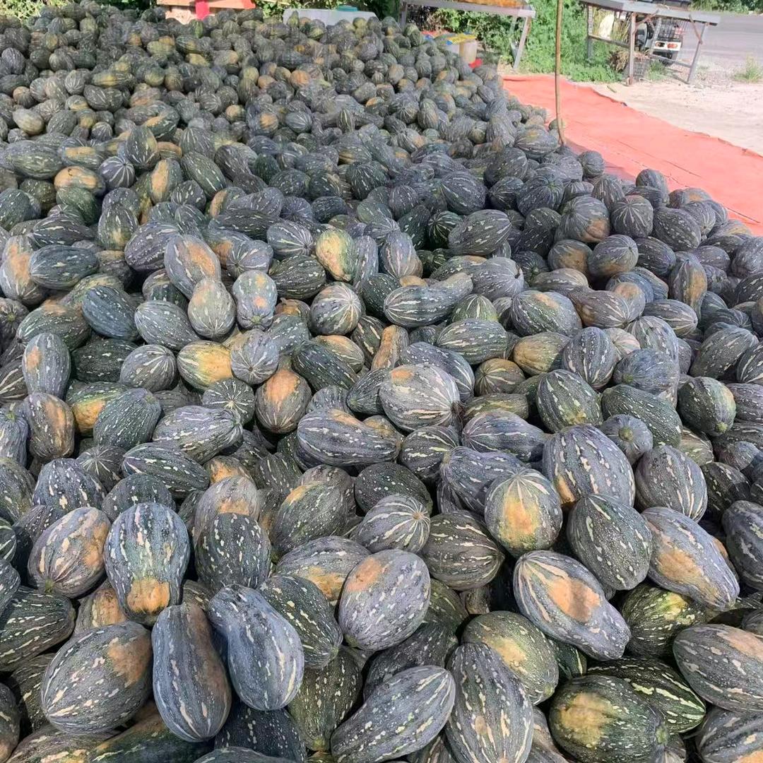 南瓜哥，专业QQ南瓜出口订单