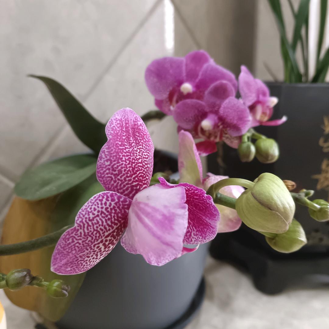 文文（严选好物）