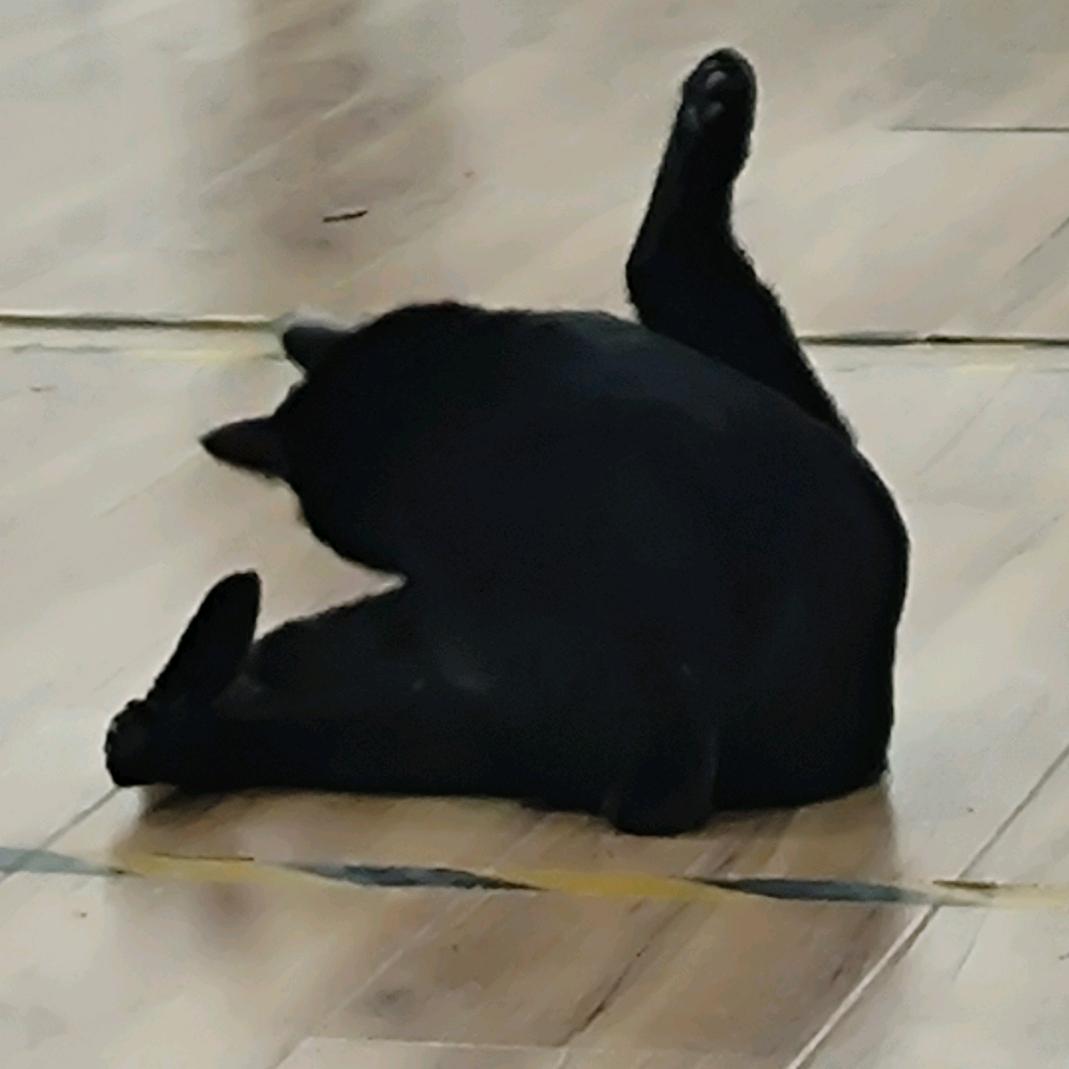 奶糖看书就爱哭