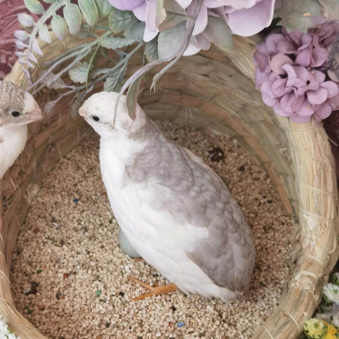 Y先生——宠品汇