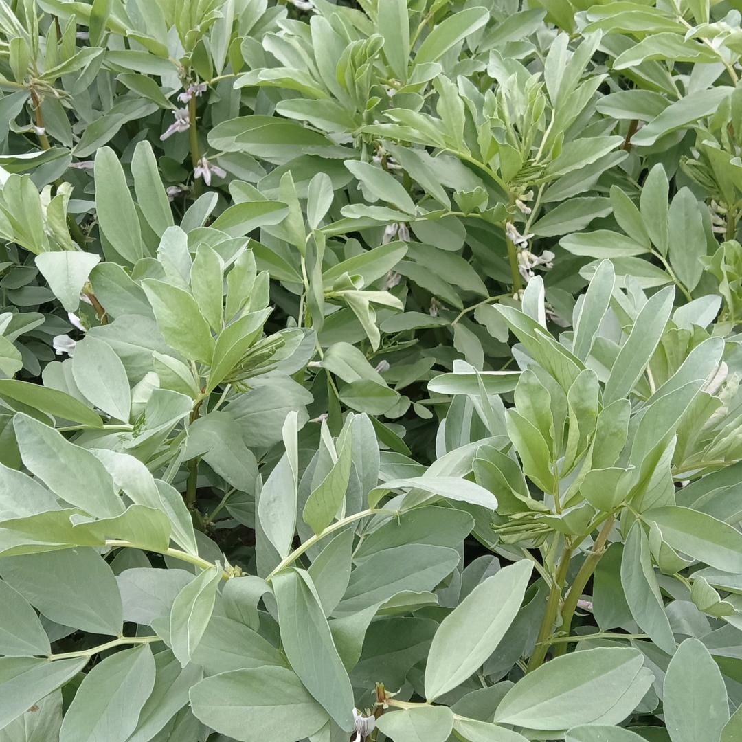 默念， 范小四