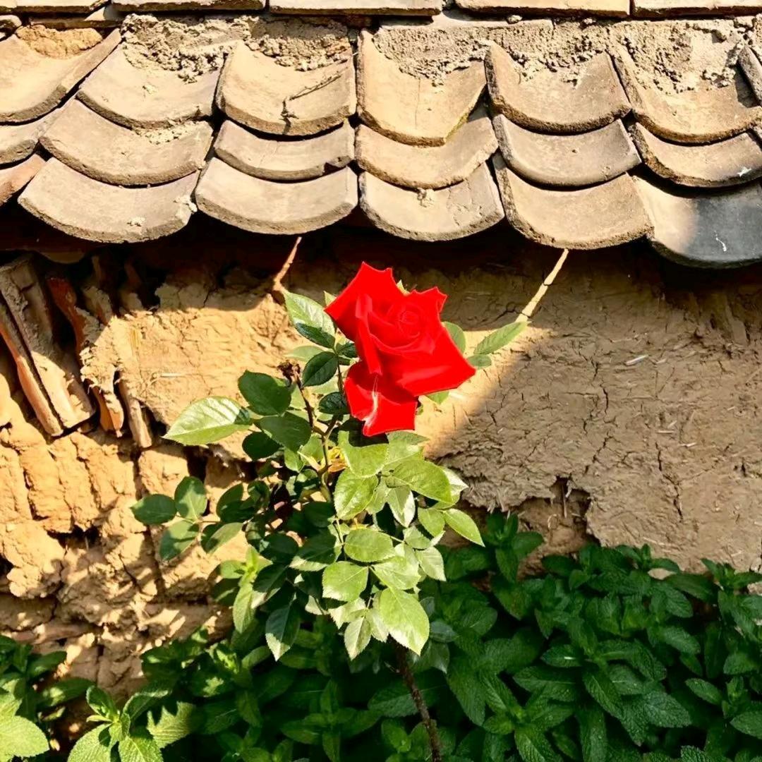 小农女·有家十