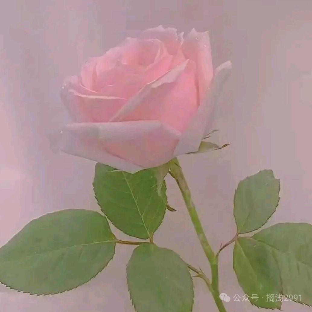 🌹可鹽🆚可甜🌹