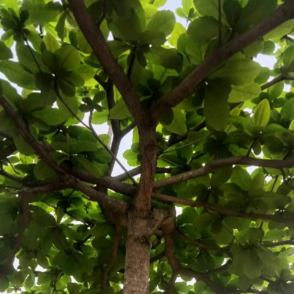 生活喊我上班🍷