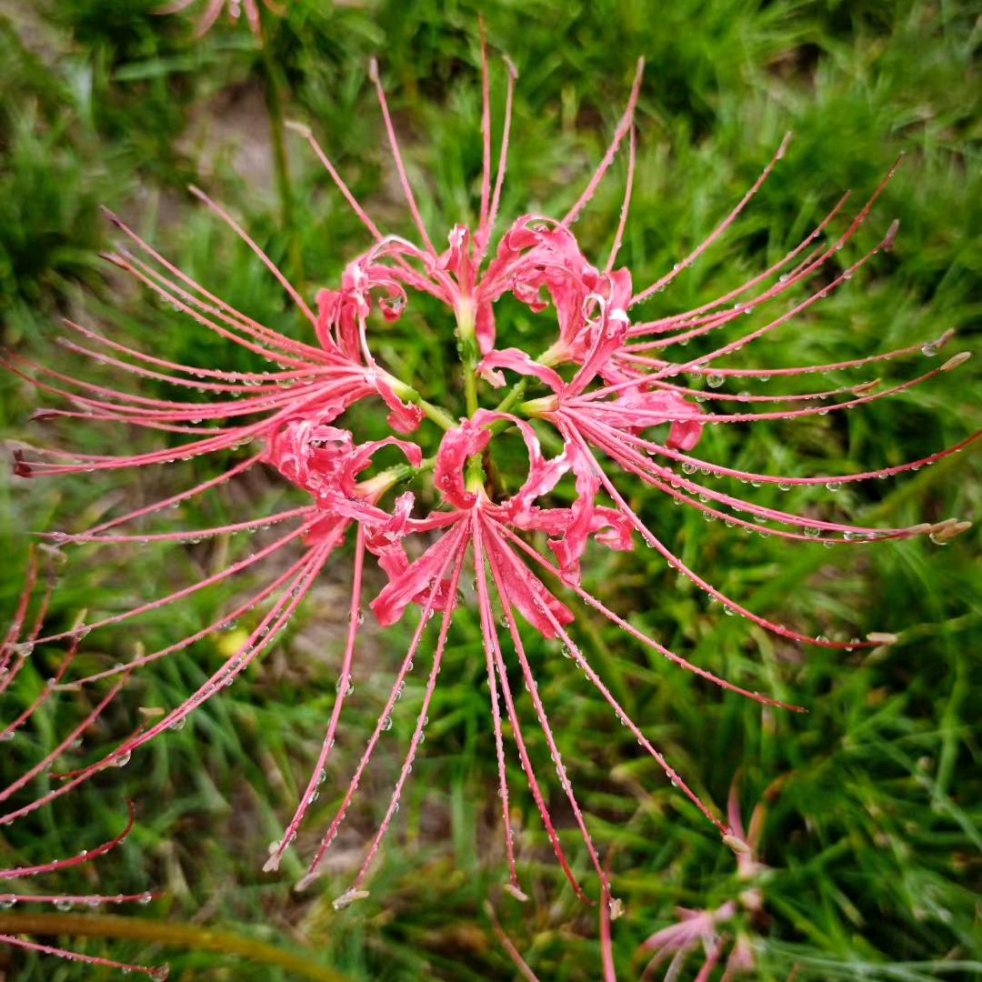 ༂🌹༺吥惪༻🌹༃