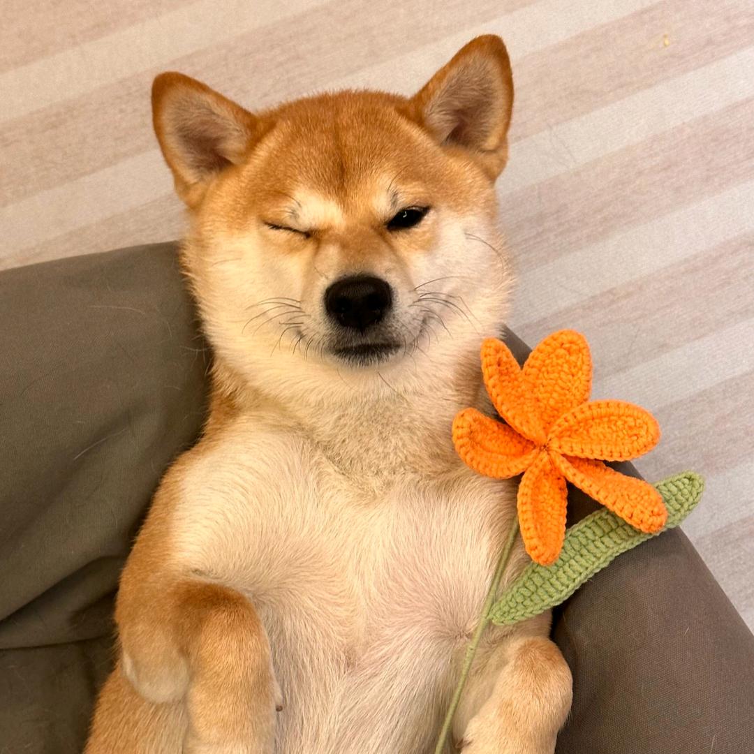 万俟安