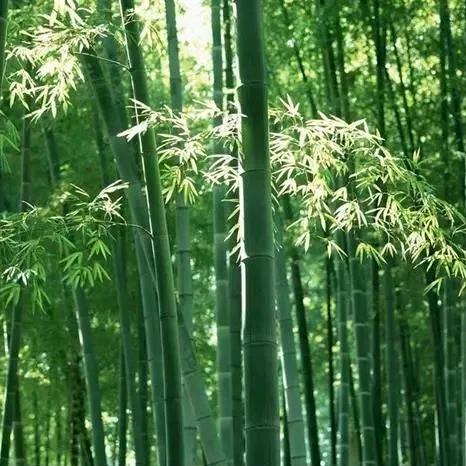 玉竹堂