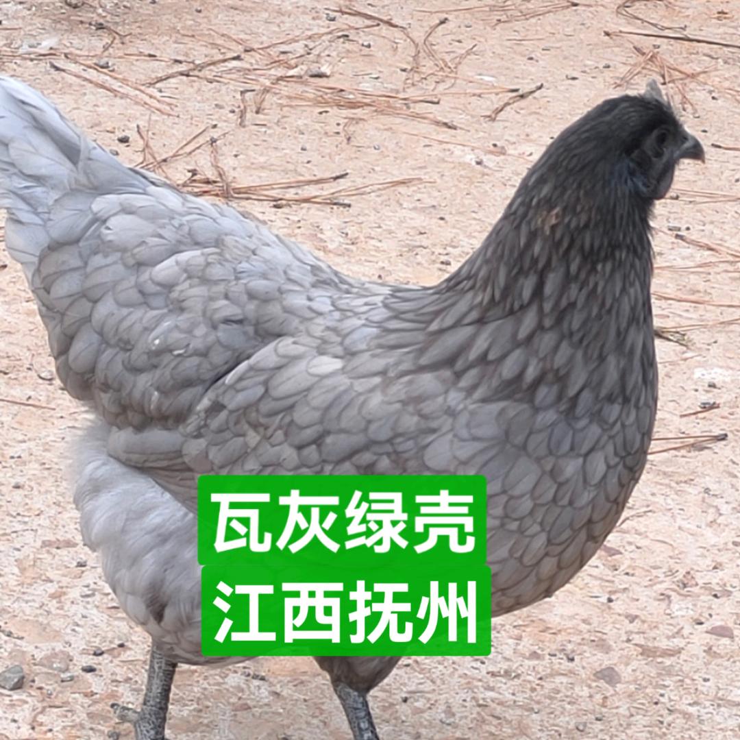 大量供应绿壳蛋鸡苗