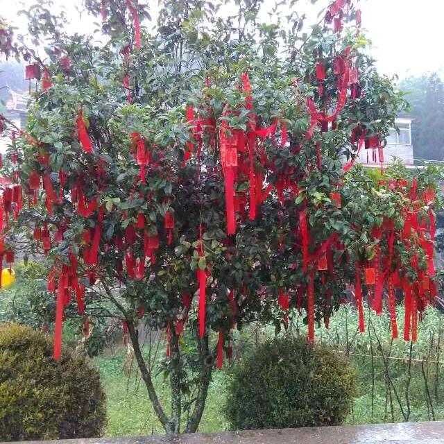 牙排道