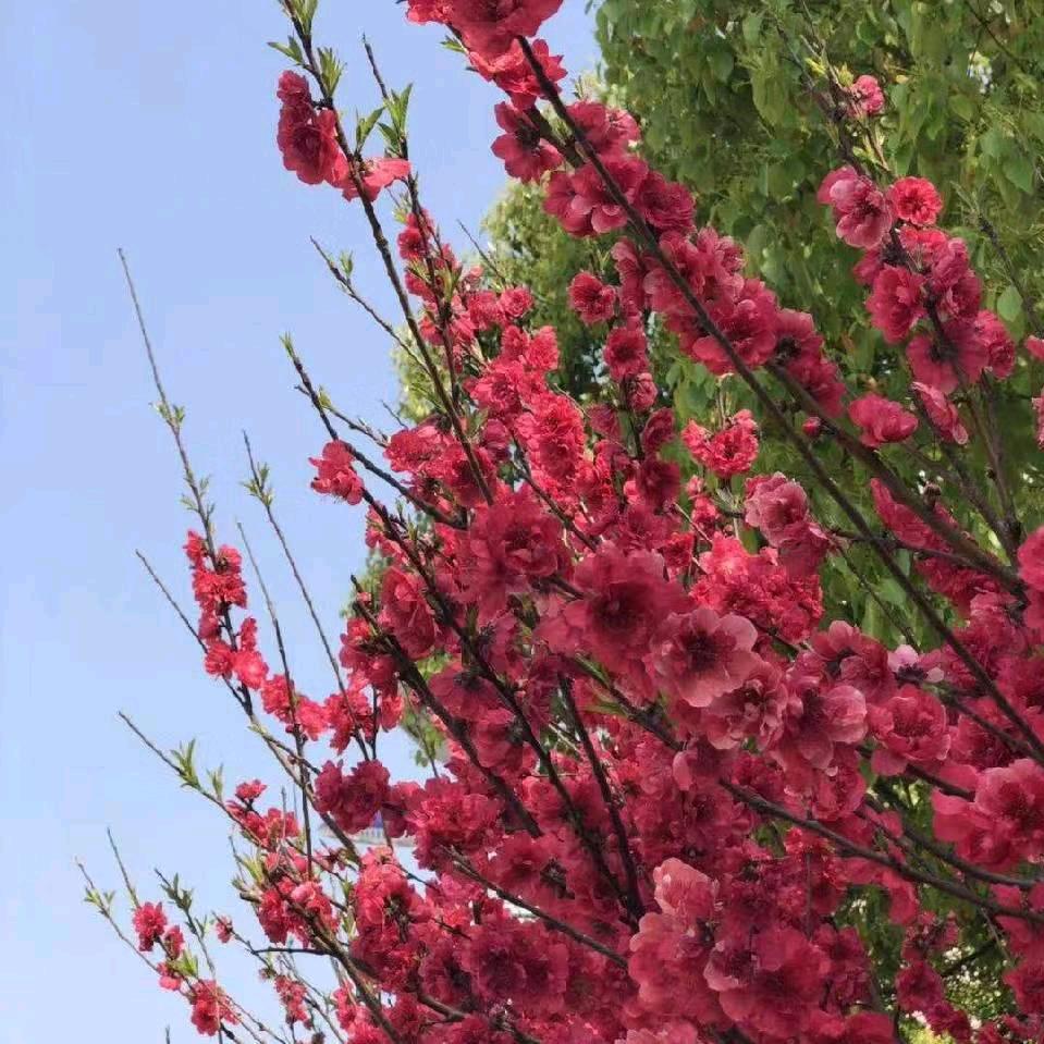 夏日香气