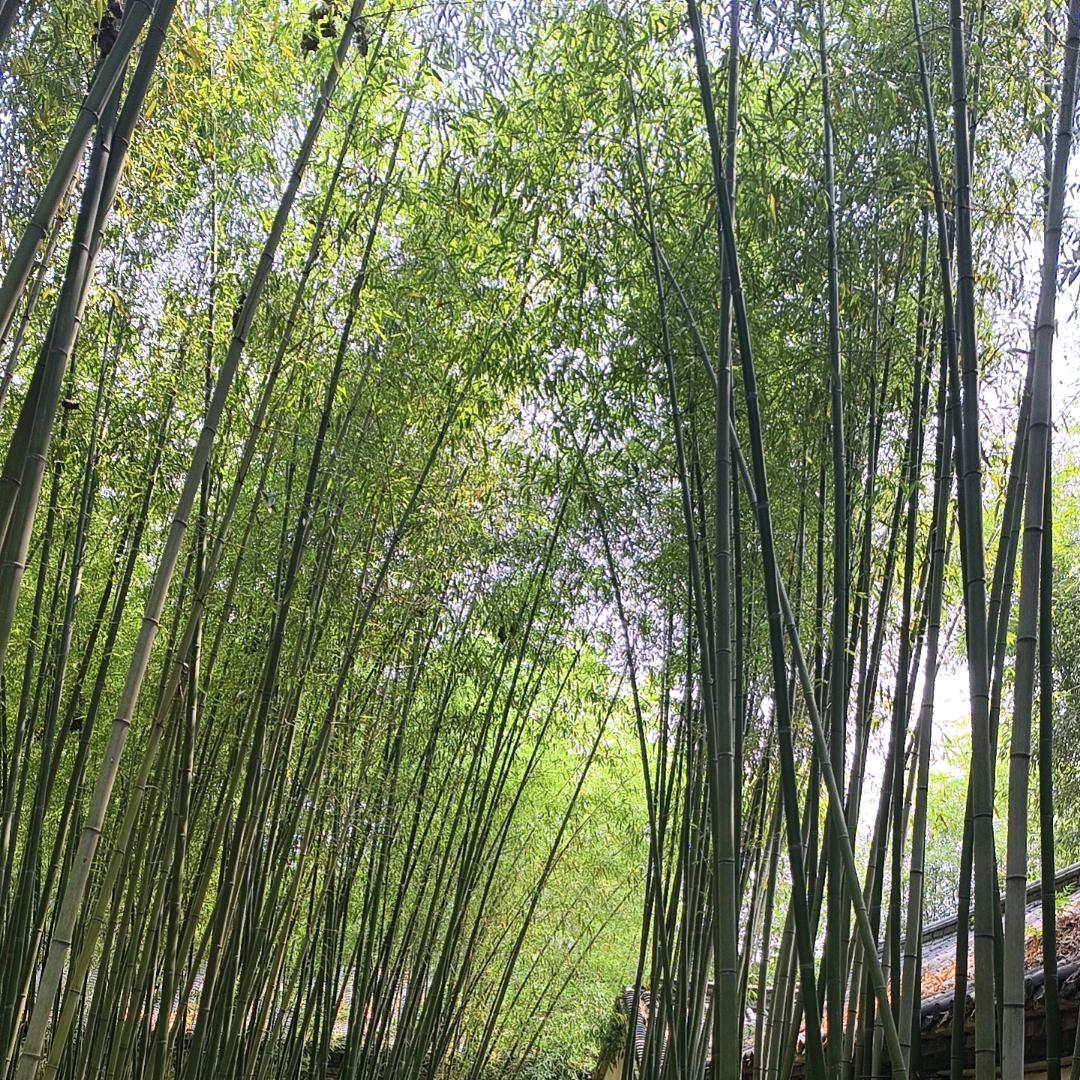 ℘人ᝰ生᭄ᩚ꯭ᩚ