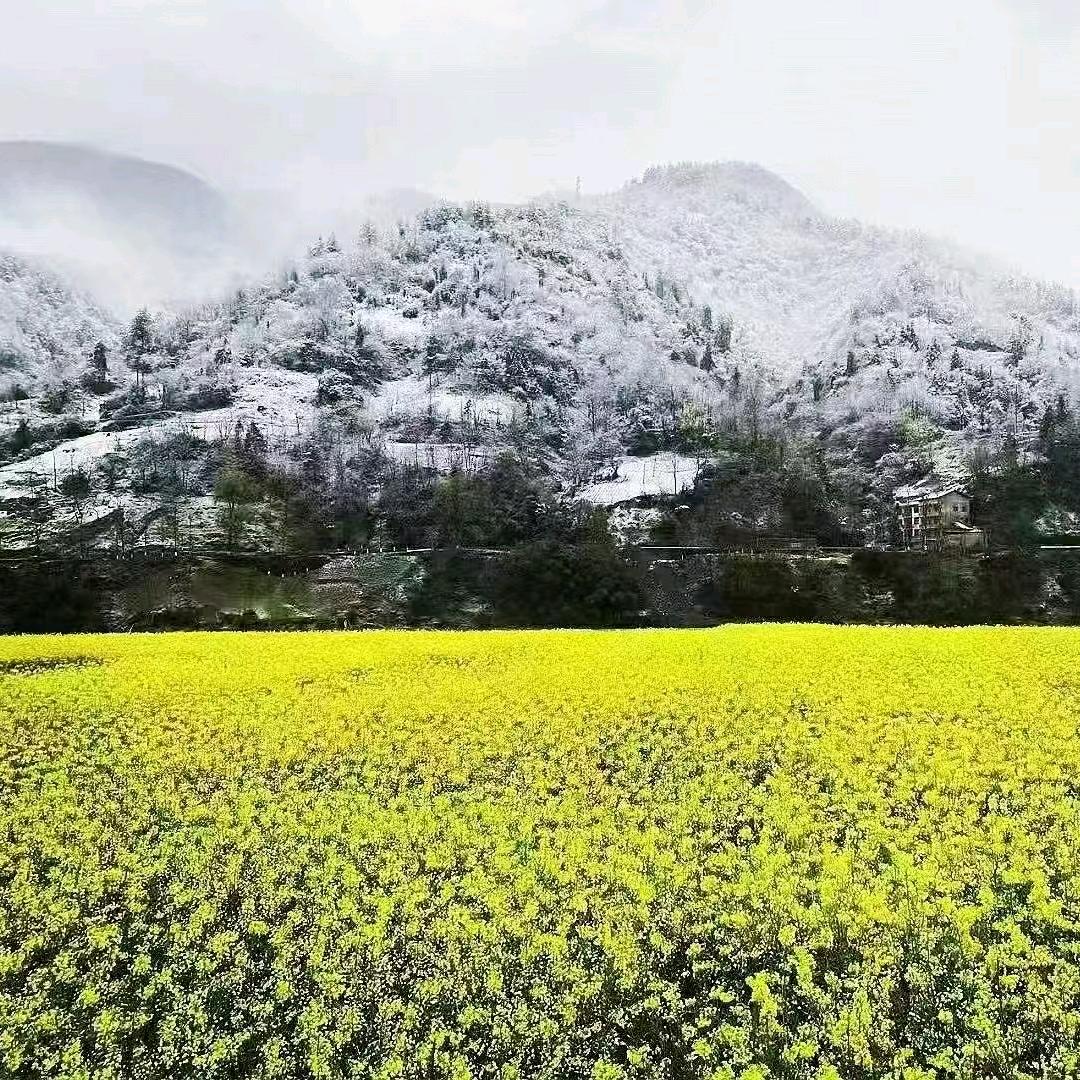 知食分子