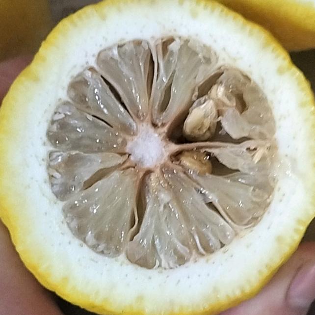军训绿花