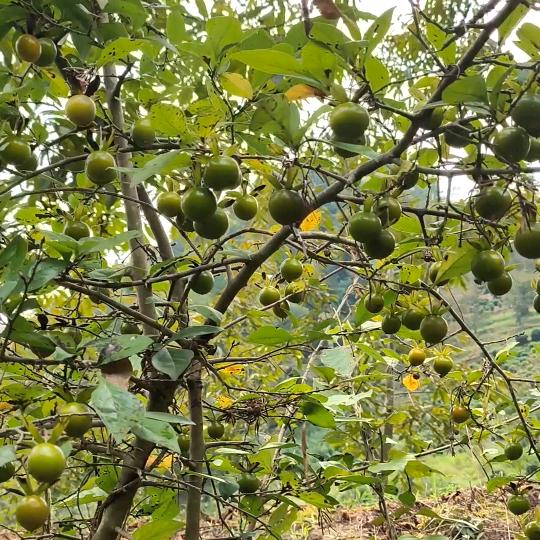 大胡子收石斑鱼户外（周斑长）