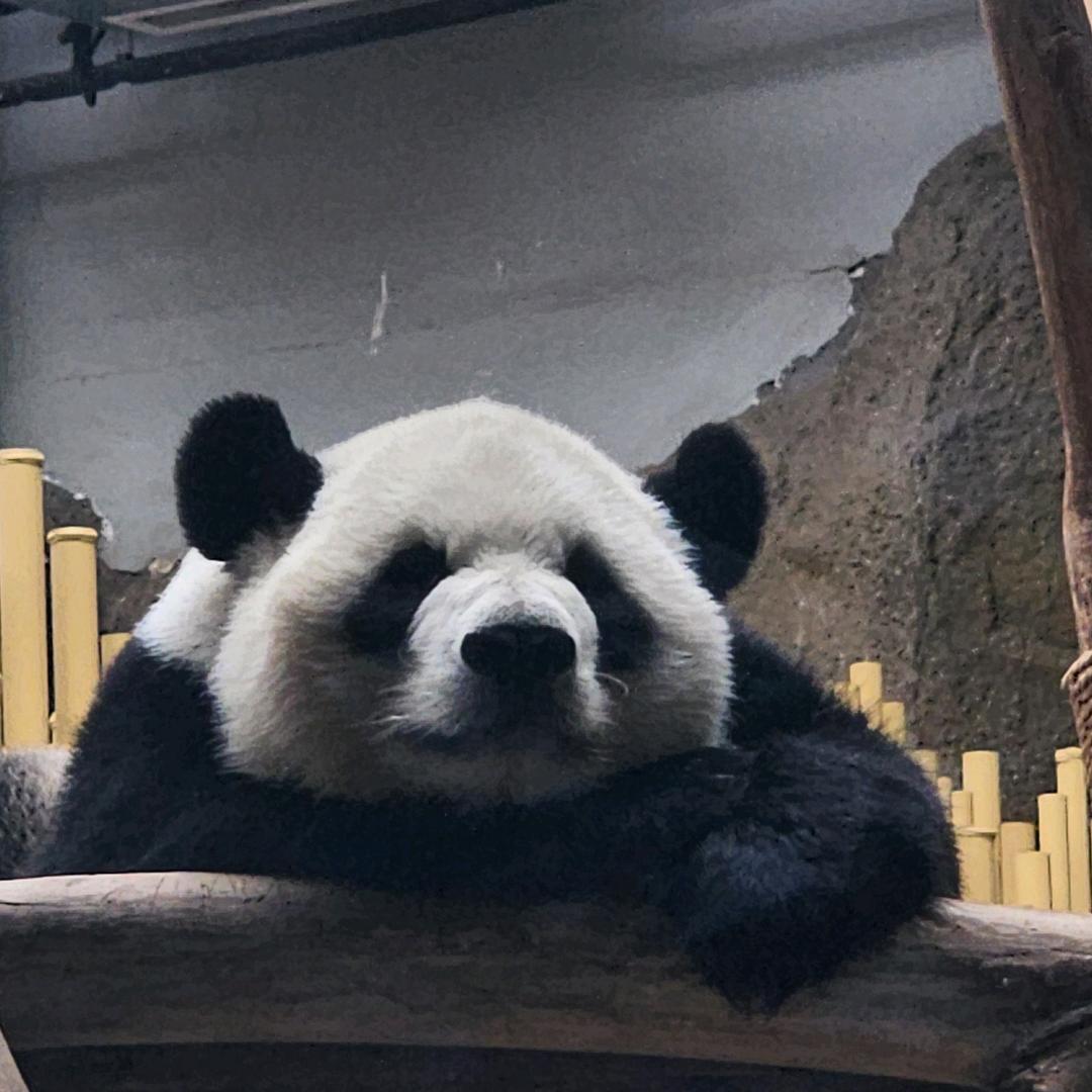 臭宝
