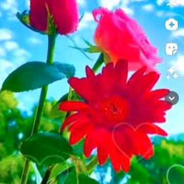 💝春天🌺
