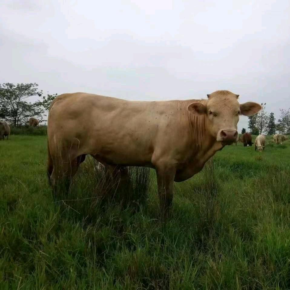 森鑫牛羊肉批发