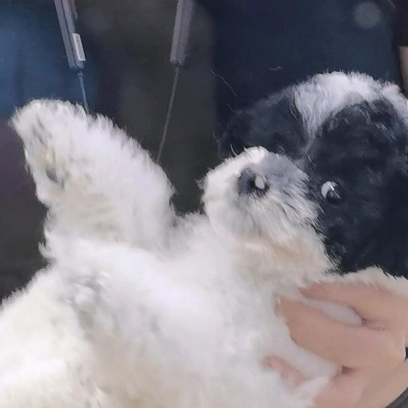 椰子Yezi