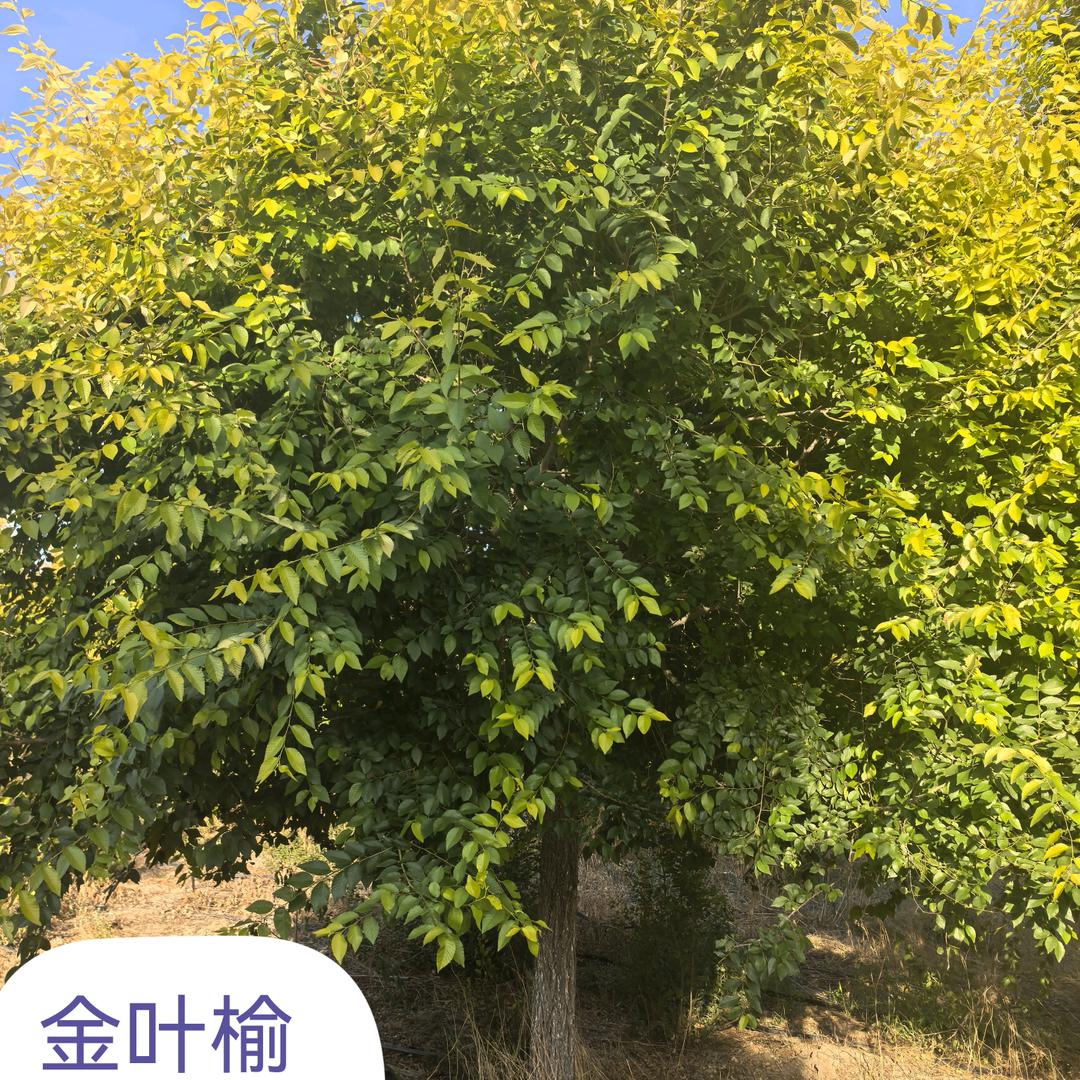 木字李